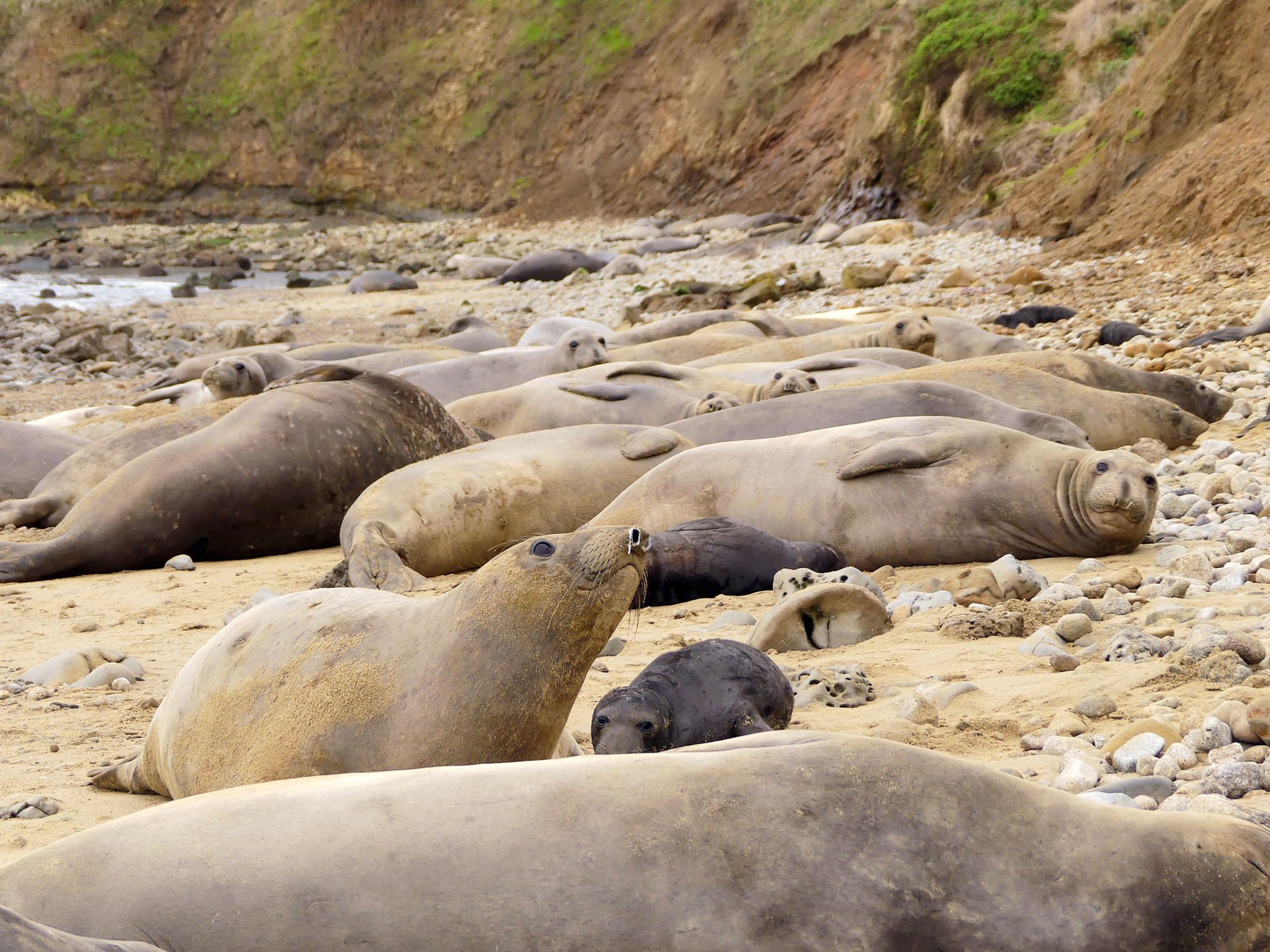 Dozens of female seals laying in parallel rows on the beach with a few pups among them. Several doze while others glance toward the camera. One female in the foreground appears to be on the move around her wakeful pup.