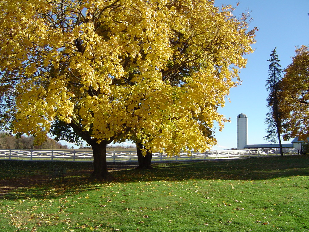 Photo of white fence with silo in the background. In front of the fence are two large trees with bright yellow leaves.