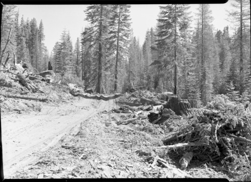 Aspen Valley logging operations.