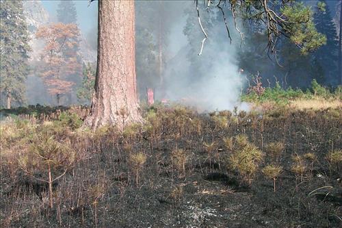 Fire in progress at El Capitan prescribed burn, 2000, Yosemite National Park