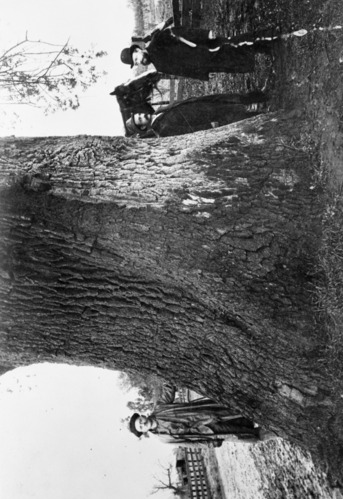 Copy Neg: April 2001, L. Radanovich. Large oak tree with 3 men, east of Farmersville. Copied from the Frank Latta photo collection in the Yosemite Museum. (Box 8, Oak-Giant file).
