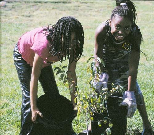 Native vegetation restoration, Sun Valley Neighborhood, Denver