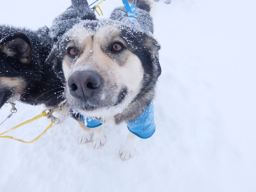 two dogs in harness attached to a sled