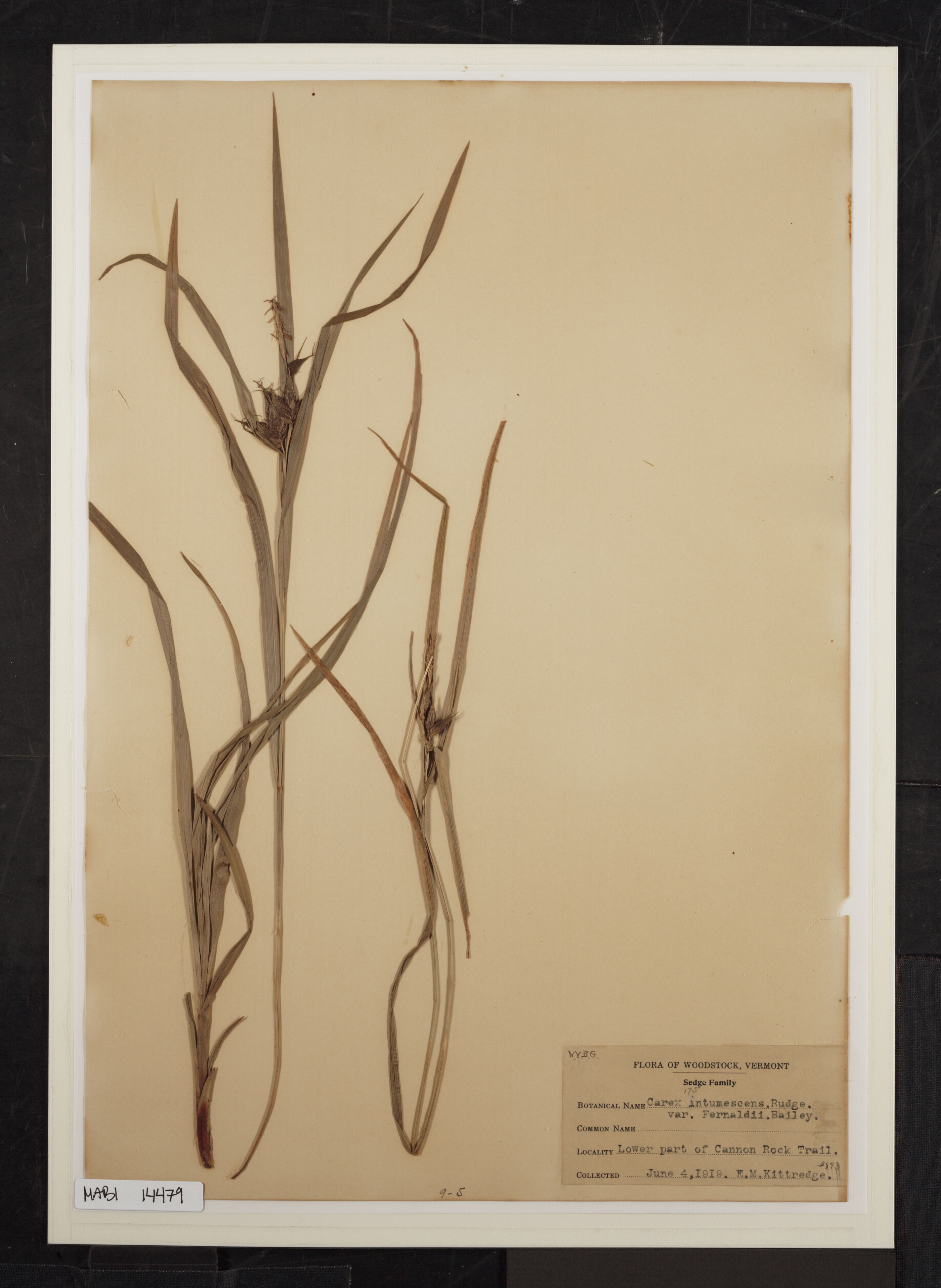 Preserved biological specimen on paper.