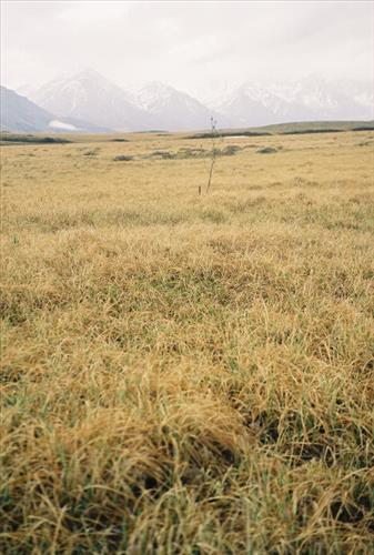 3 Gates of the Arctic National Park and Preserve Itkillik Birds Survey June 2006