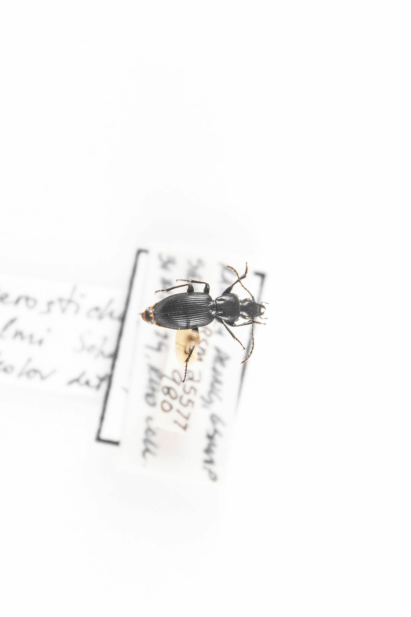 Image of Pterostichus palmi, a species of Animalia