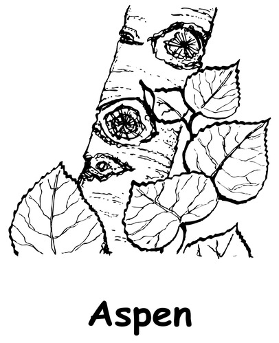 A coloring page with an aspen tree
