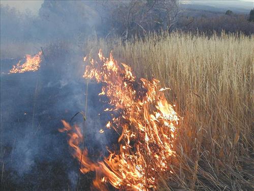 Low intensity flames in grasses during Far View prescribed fire, November 2001