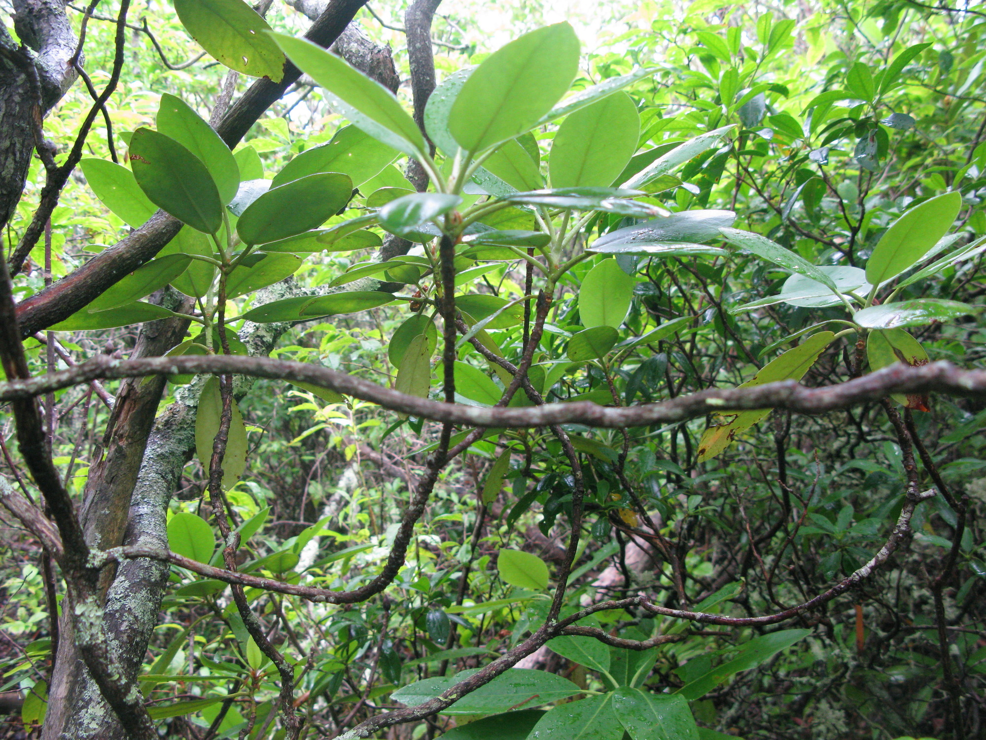 GRSM Accuracy Assessment. Plot Code: GRSM_AA_0349_2