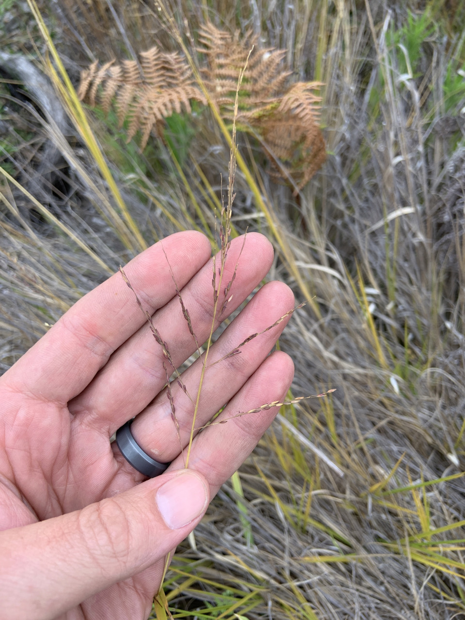 Photo of plant species Panicum tenuifolium