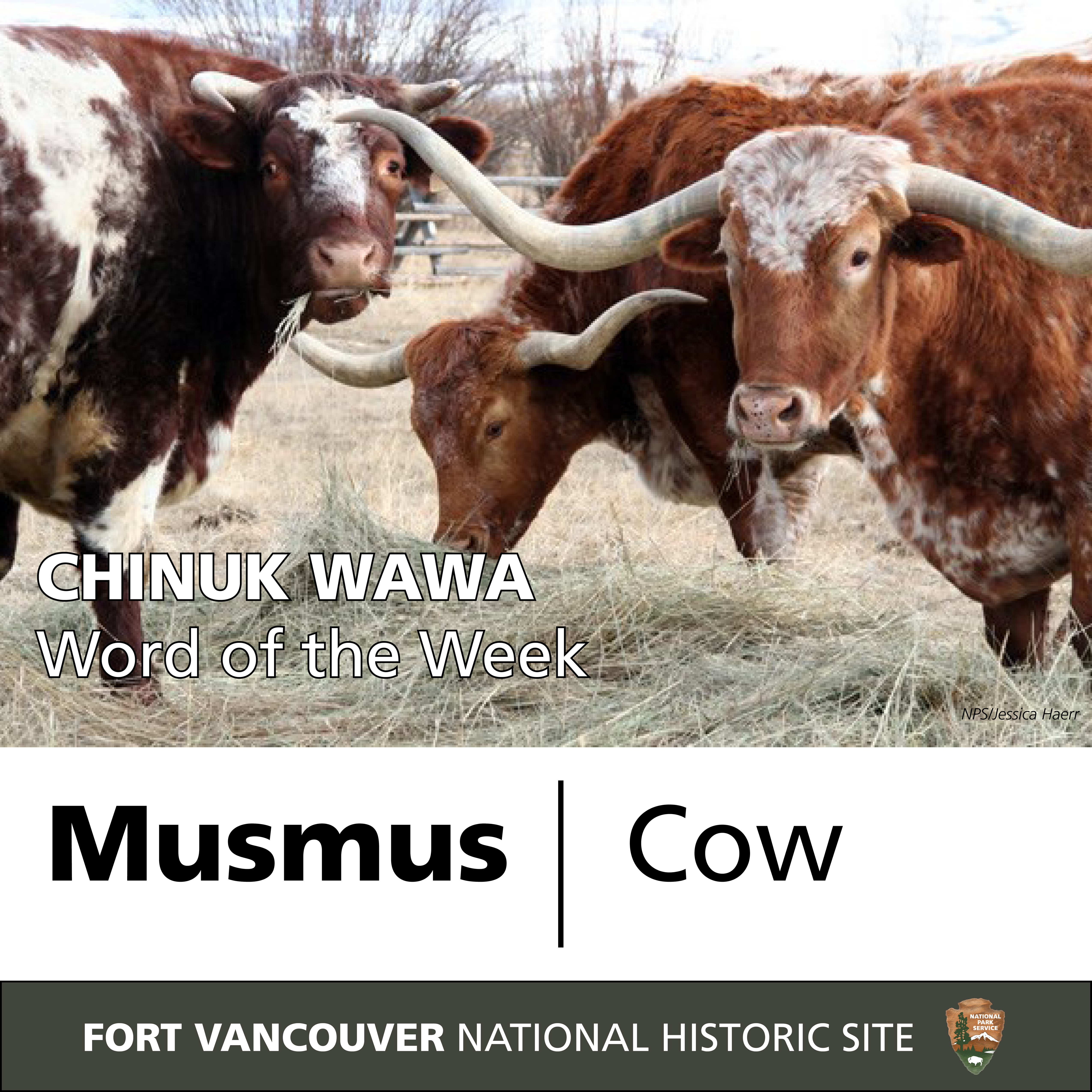 Photo of cattle accompanied by the Chinuk Wawa word "musmus" and translation.
