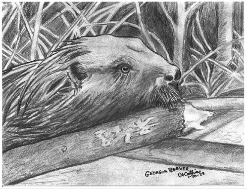A pencil drawing of the neck and head of a beaver resting behind a small chewed off log, with tall grass in the background.