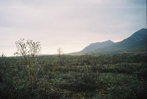 7 Gates of the Arctic National Park and Preserve Itkillik Birds Survey June 2006