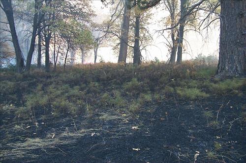 Fire in progress at El Capitan prescribed burn, 2000, Yosemite National Park