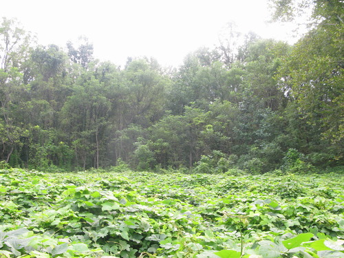 GRSM Accuracy Assessment. Plot Code: GRSM_AA_0347_3