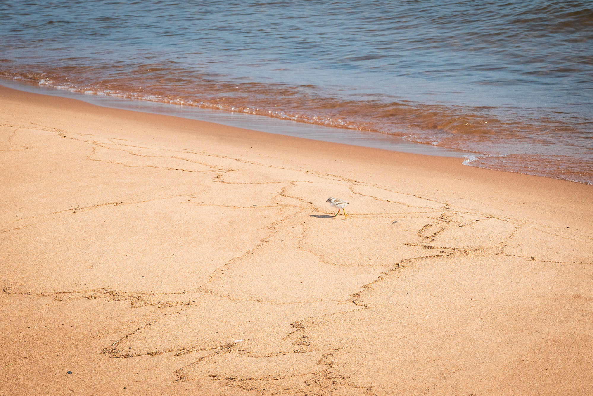 Photograph of a small piping plover chick on a sandy beach after being banded and released. 