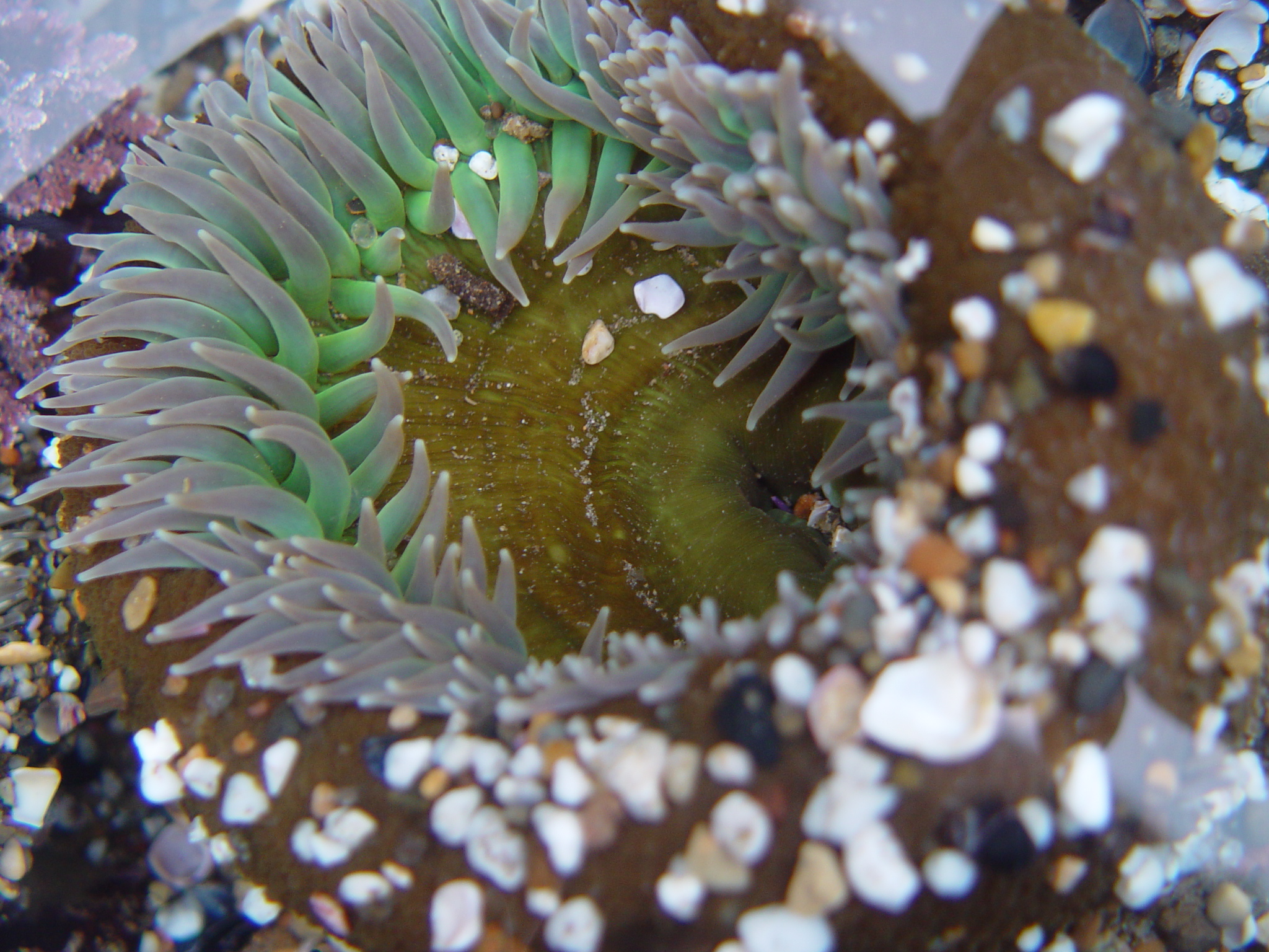 srfp_Anthopleura_fa02d