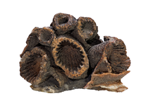 fossil