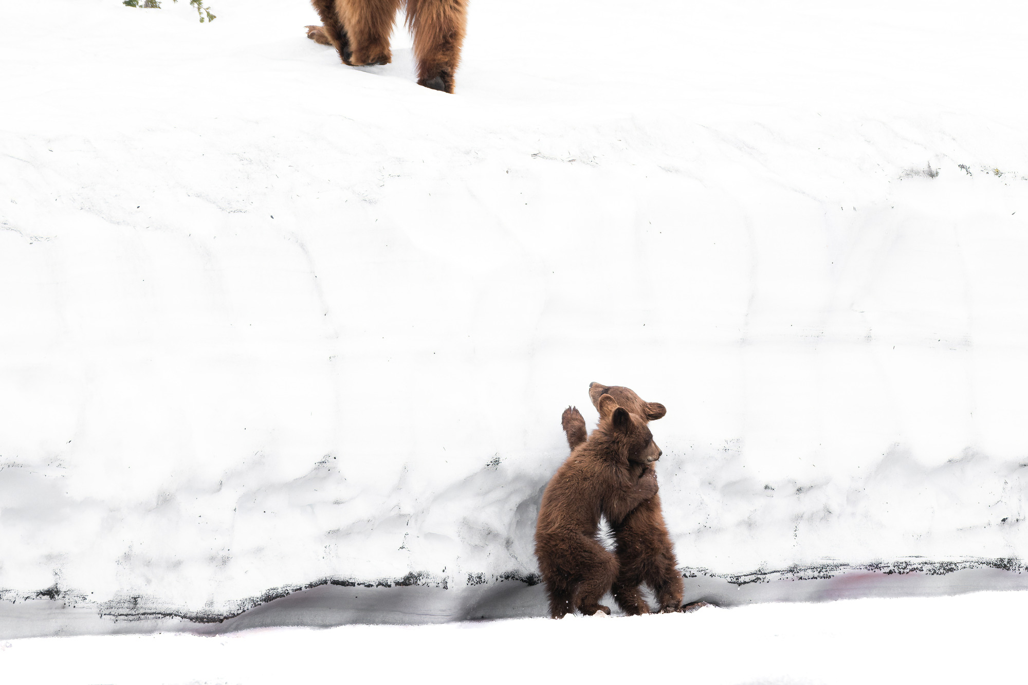 Two bear cubs look at their mother who has successfully scaled the snow wall. One cub holds the other as the other puts its paw up towards the direction of the mother bear.