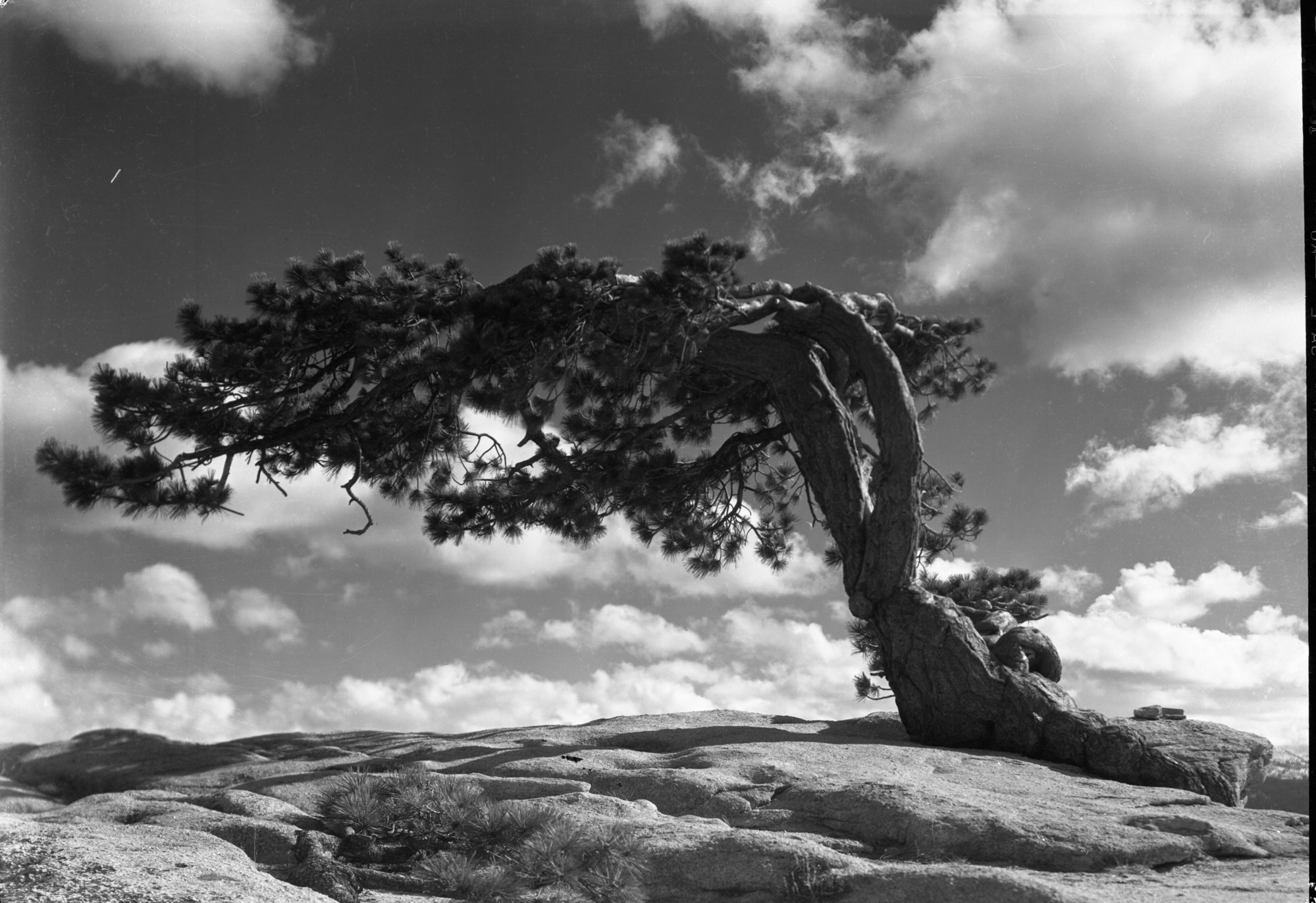 Windblown pine on Sentinel Dome.