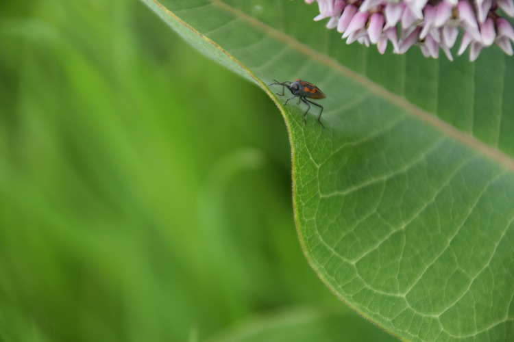 Box Elder Beetle on Milkweed