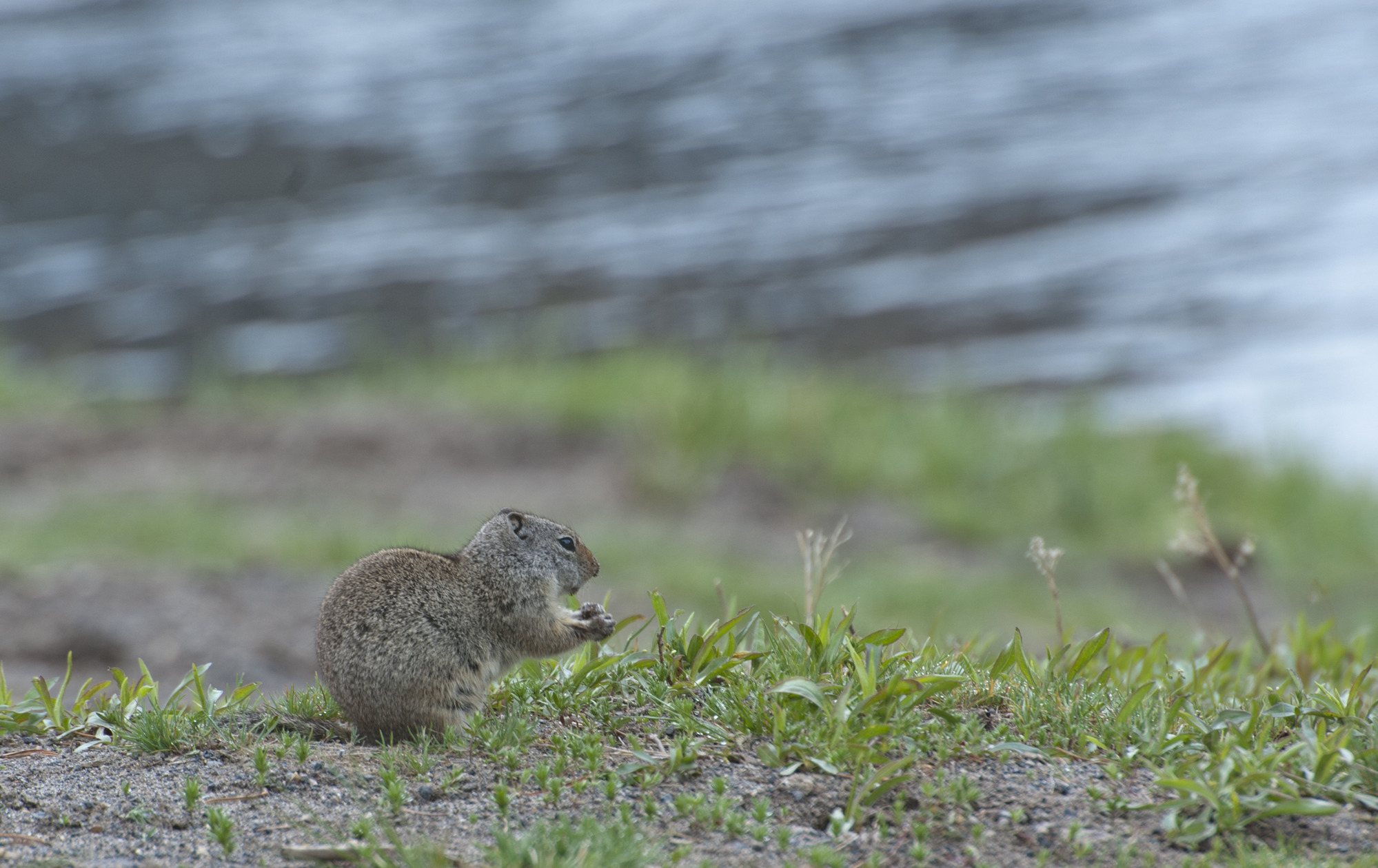 A ground squirrel is feeding off of the vegetation.