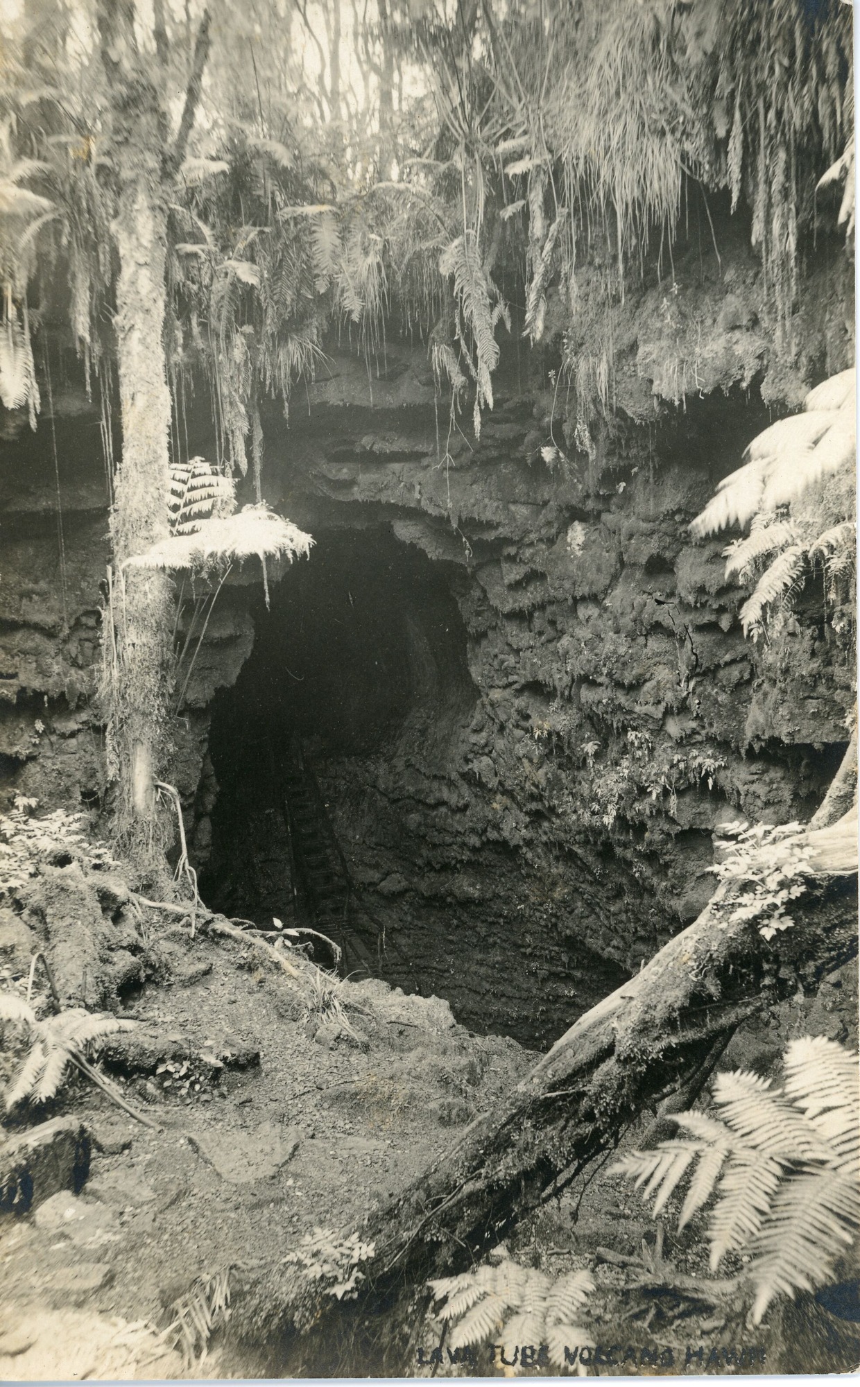 A black and white postcard of an opening to a lava tube located in Hawaiʻi Volcanoes National Park. Near the bottom right corner of the image there is a tree trunk laying down at an angle. There are also fern leaves to the right of the image. The left side of the image also has a fern tree or Hapuʻu, that is taller than the entrance to the lava tube. The top of the lava tube has fern leaves growing and they are leaning into the lava tube. The entrance to the lava tube is located in the center of the image. The lava on the outside of the lava tube is ridged with small amounts of moss growing on the wall.