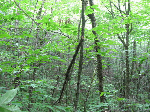 GRSM Accuracy Assessment. Plot Code: GRSM_AA_0079_3