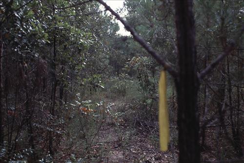 Pitcher Plant Bog and Sandhill Fuel Reduction Project, Big Thicket National Preserve