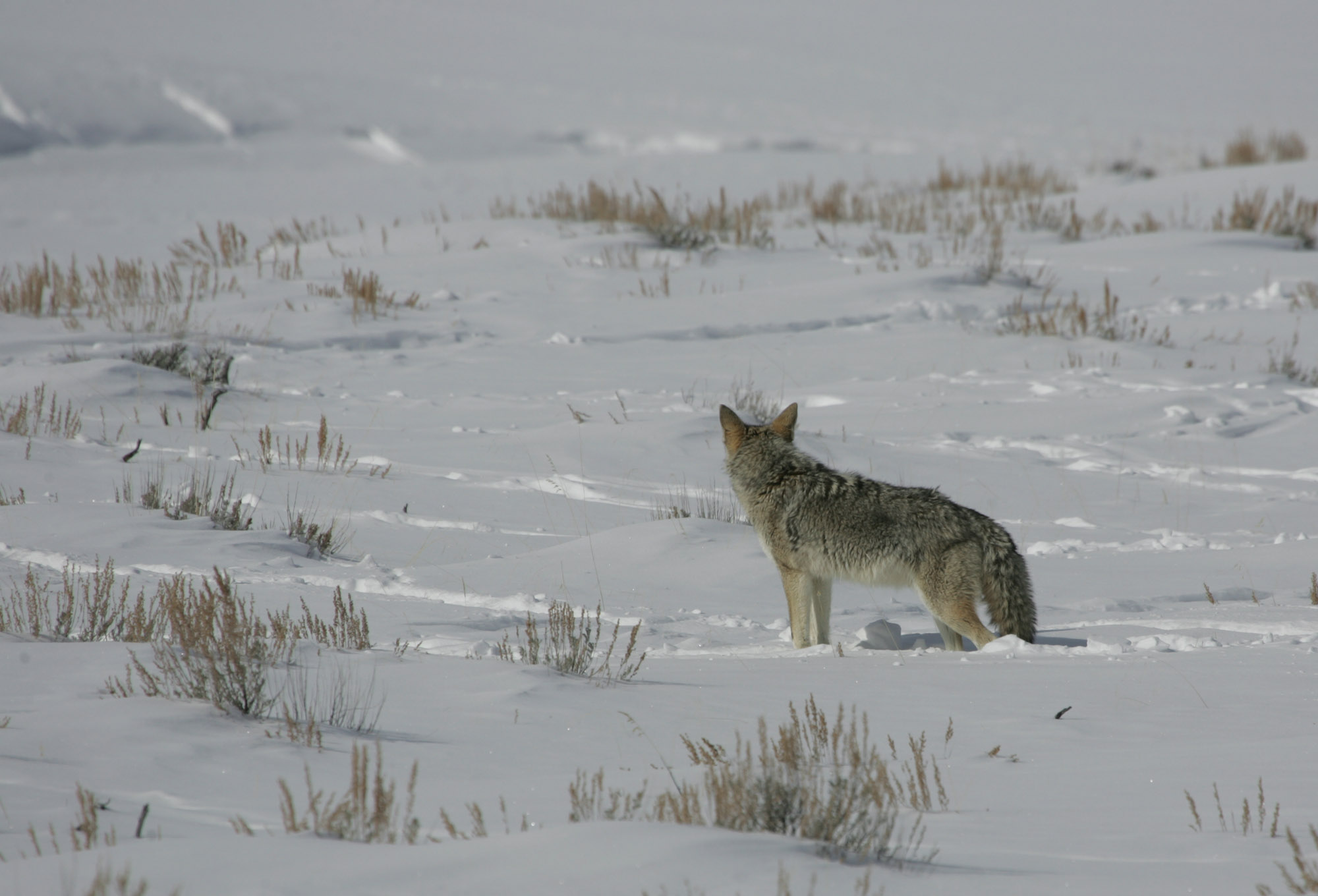 Coyote is standing in snow looking across meadow.