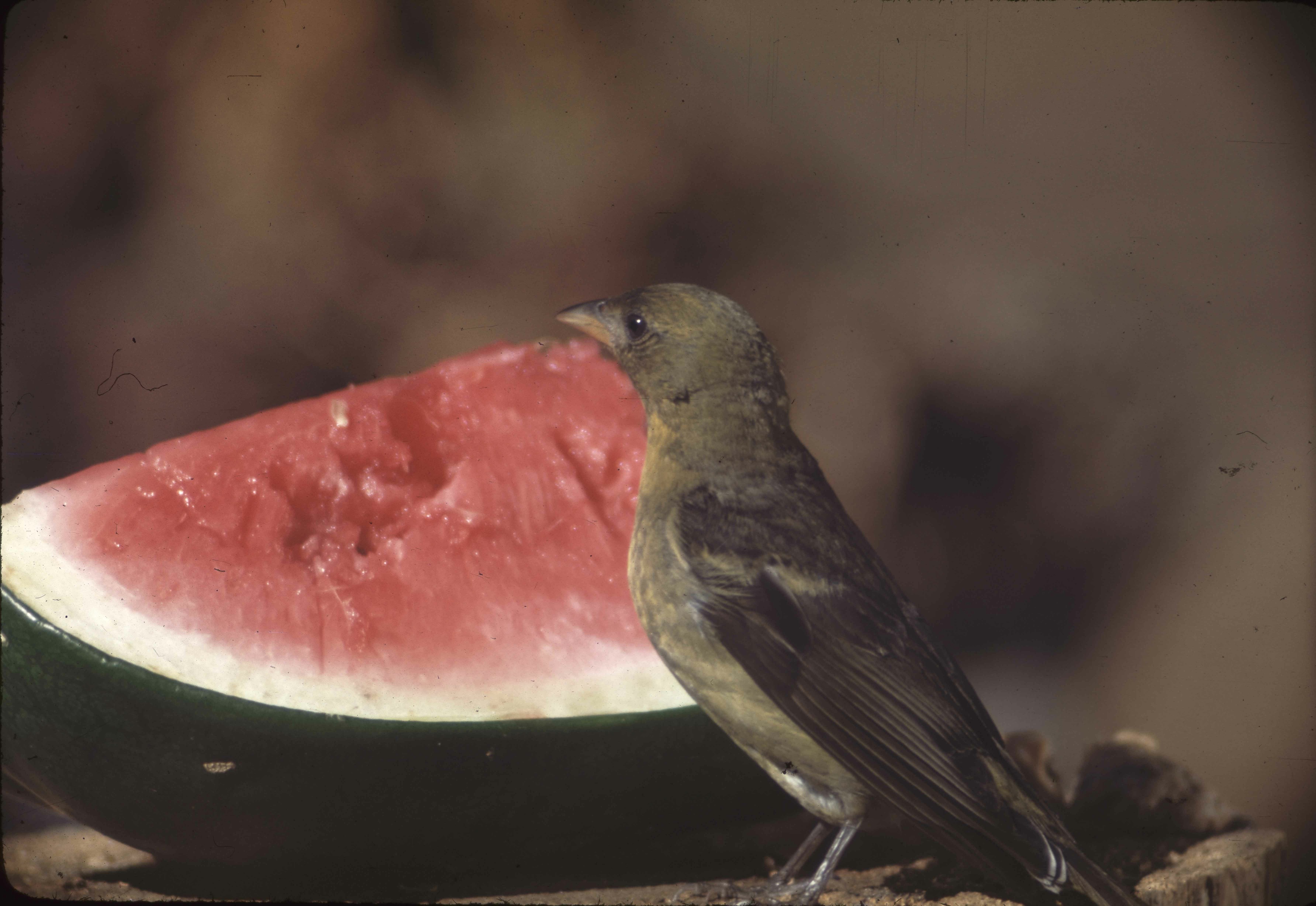 Female Tanager. Original. D-37-d-1. RHA Ralph H. Anderson. 8/48 1948 August. E-03-68-014