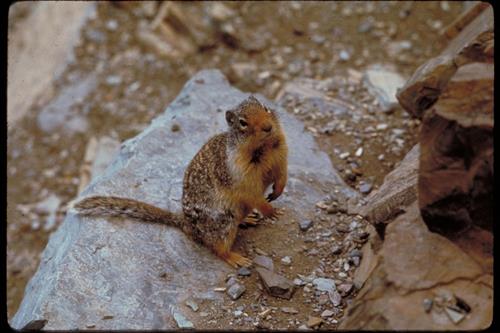 Views of Glacier National Park, Montana