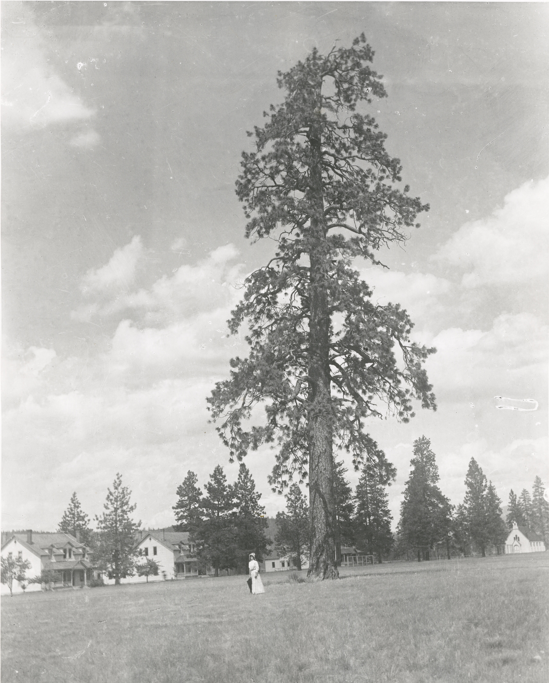 Black and white photograph of a woman standing in front of a tall pine tree