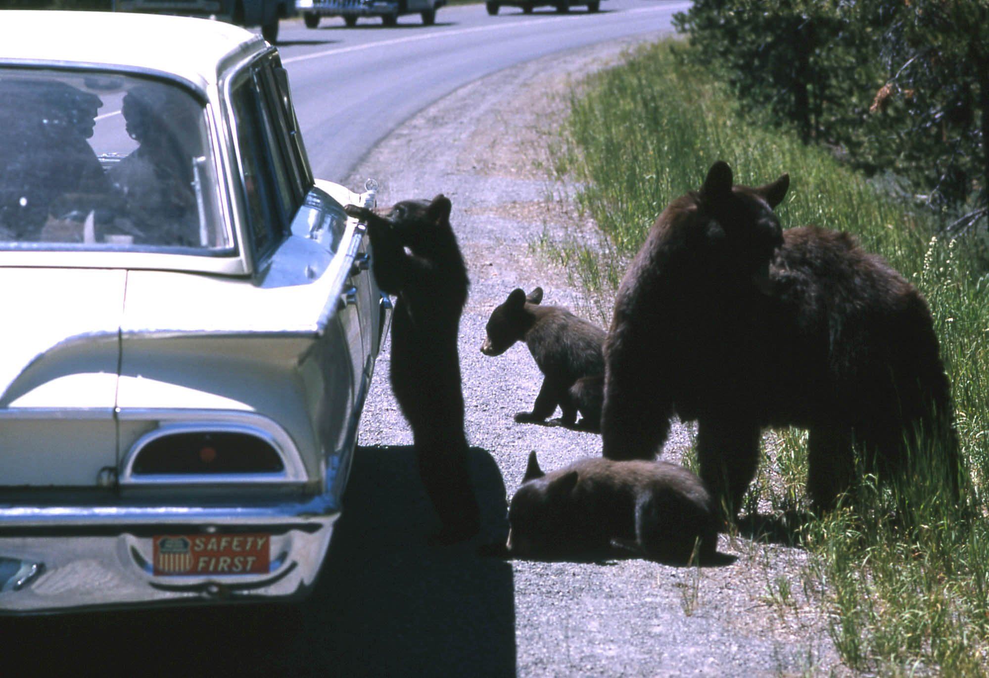 Sow black bear and three cubs by a  stopped car. One cub has front paws on on passenger door.