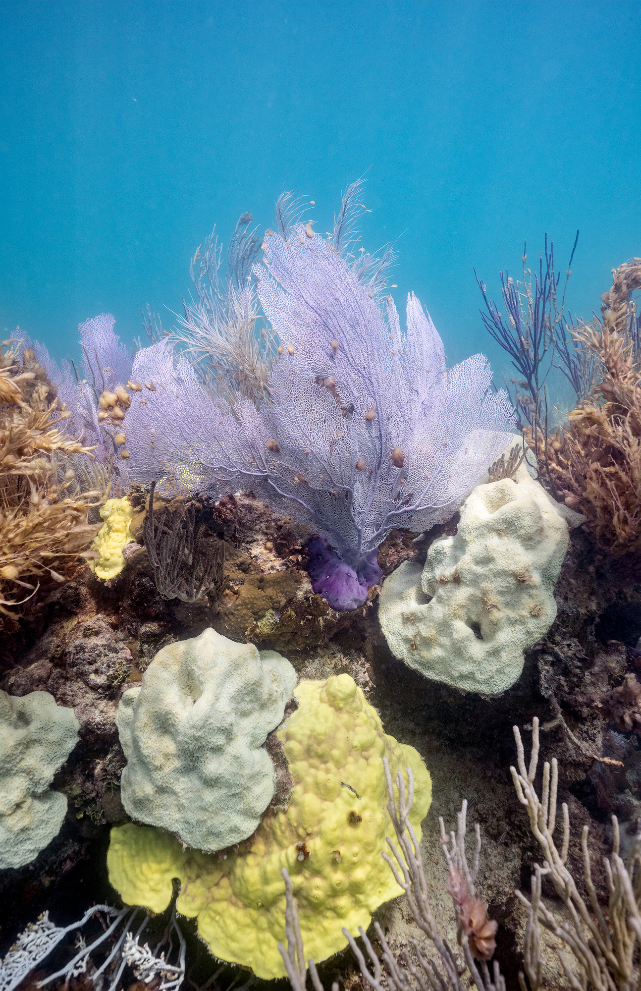 A paling sea fan with two bleached star corals and a fluorescing mustard hill coral below. 