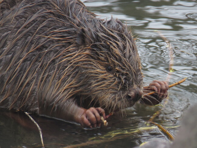 A beaver in the water gnawing a stick.