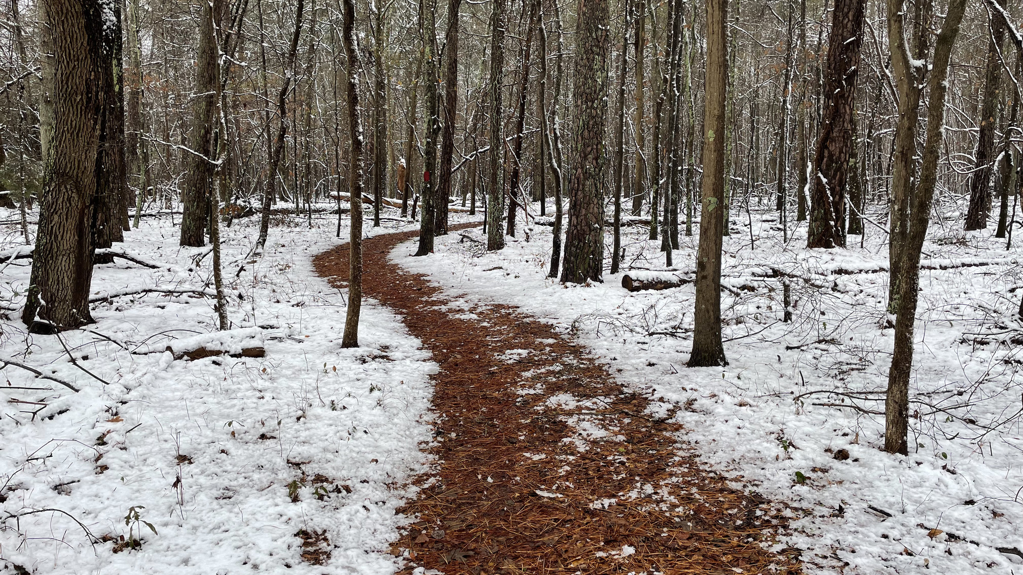 A light brown trail winds through trees and snow-covered ground. 