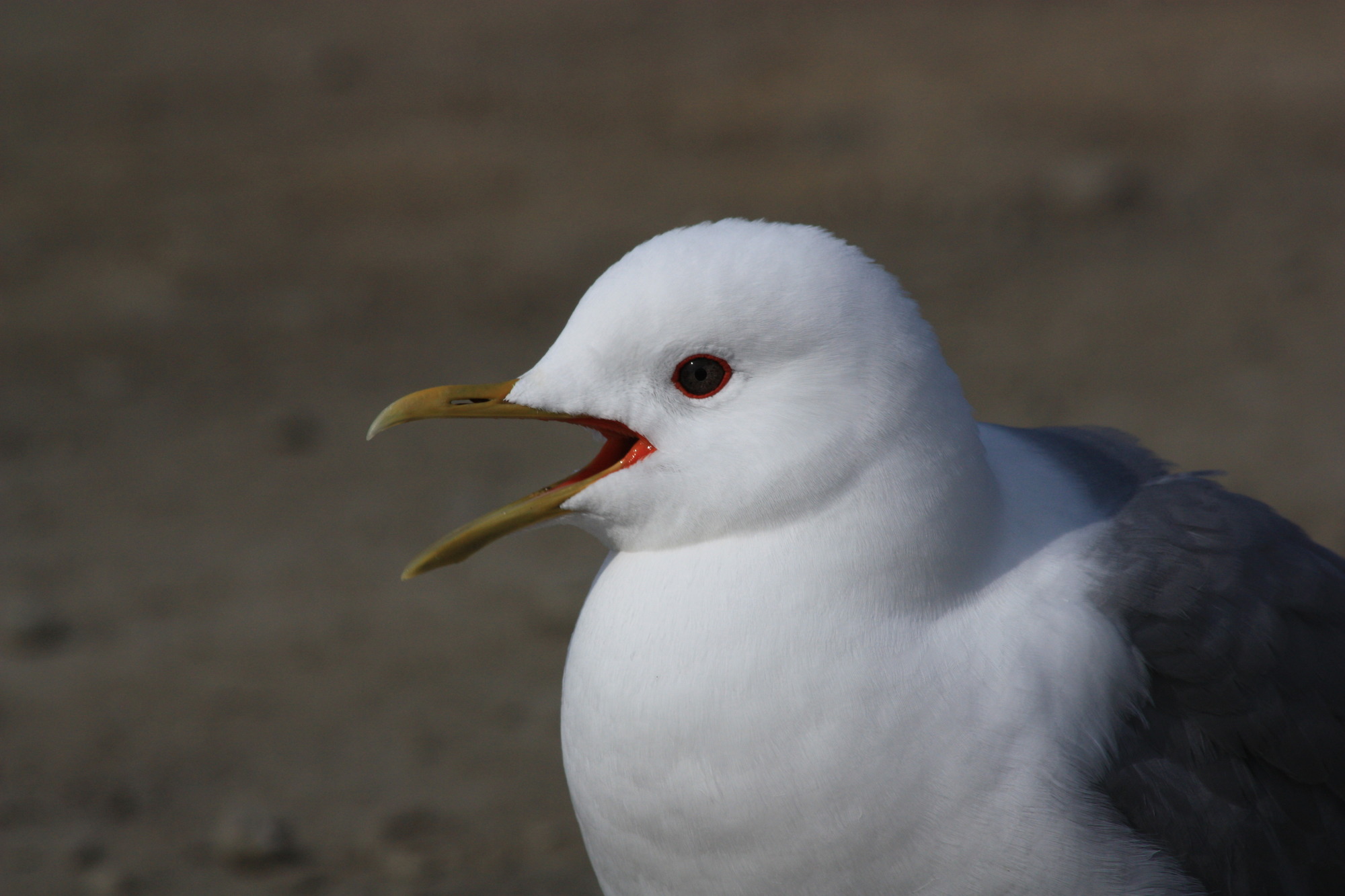 a white and gray bird 
