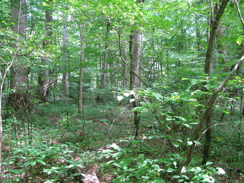 GRSM Accuracy Assessment. Plot Code: GRSM_AA_0849_3