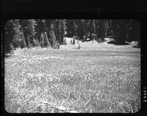 YOSE * HATS 13-PC-3; Glacier Point Meadows, Yosemite National Park