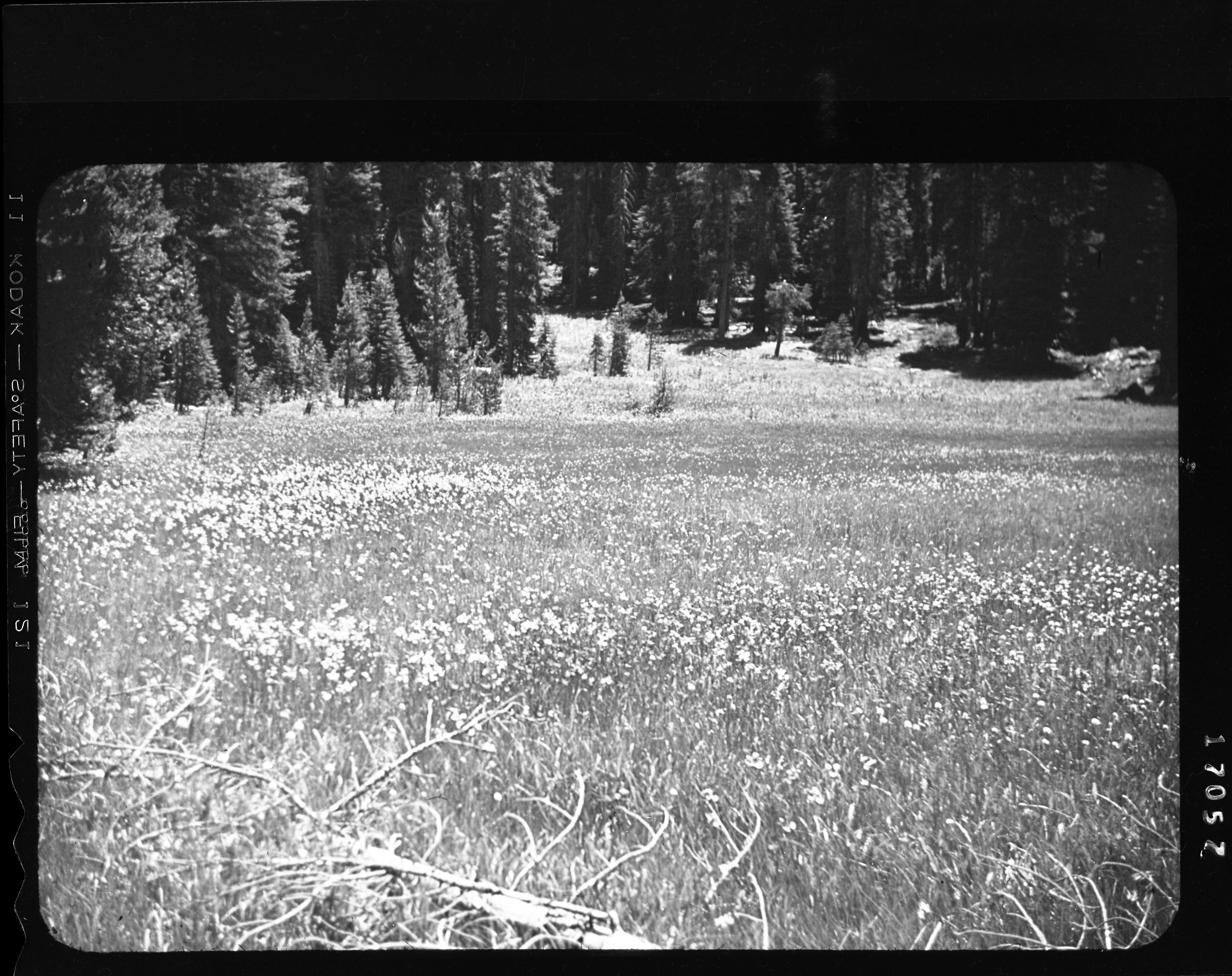 YOSE * HATS 13-PC-3; Glacier Point Meadows, Yosemite National Park