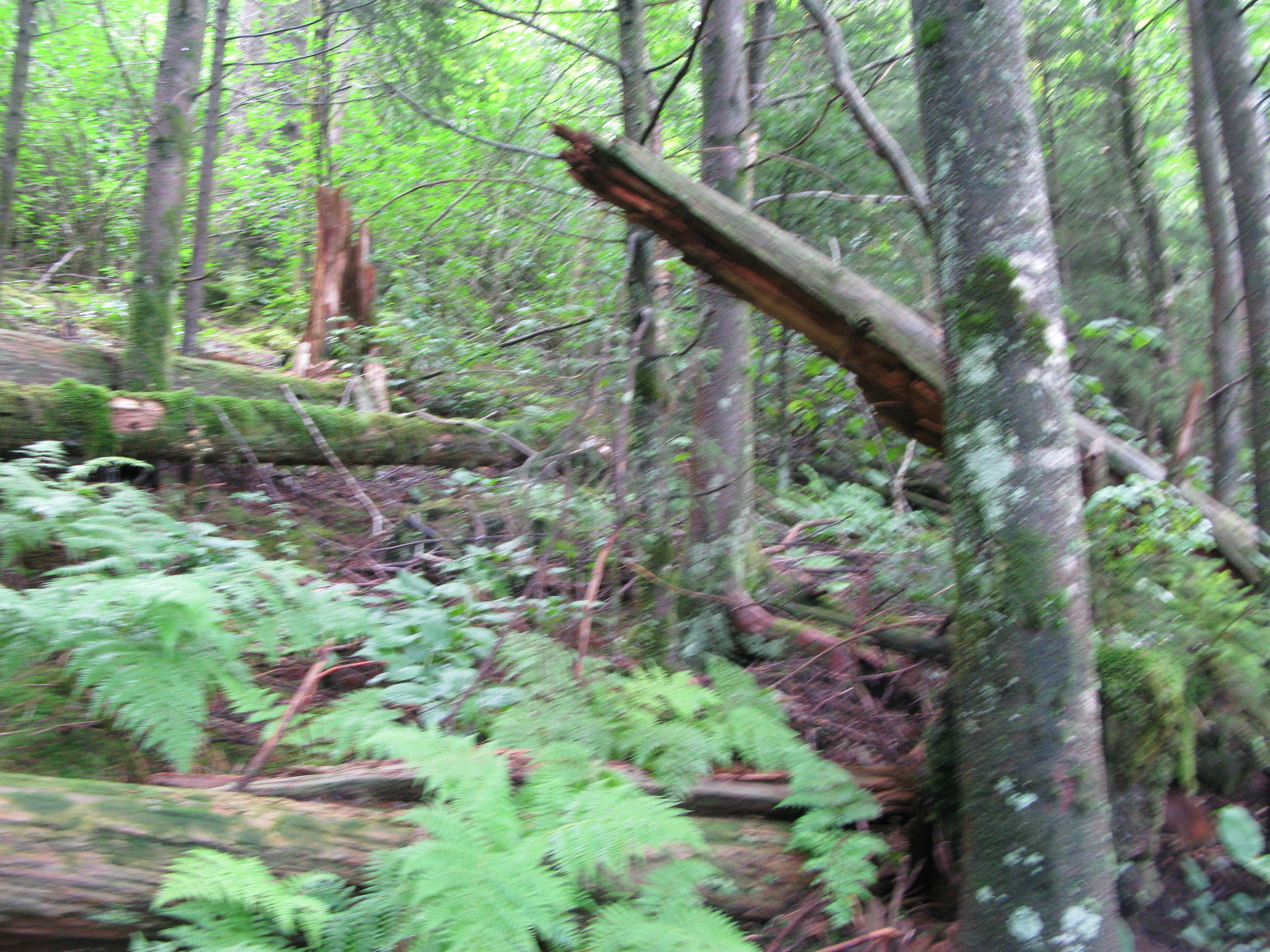 GRSM Accuracy Assessment. Plot Code: GRSM_AA_0142_3