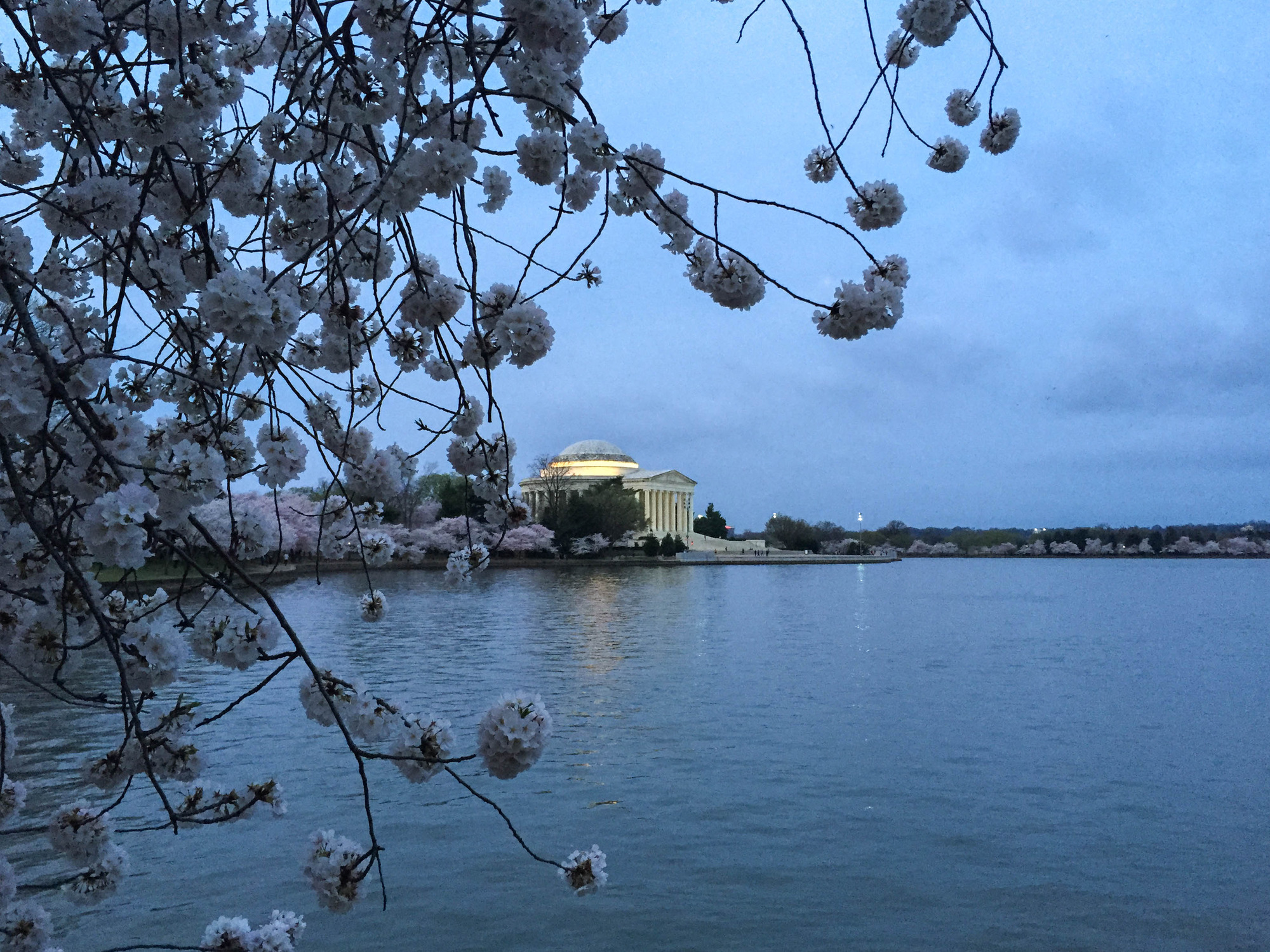 Thomas Jefferson Memorial across the Tidal Basin from cherry blossoms before dawn