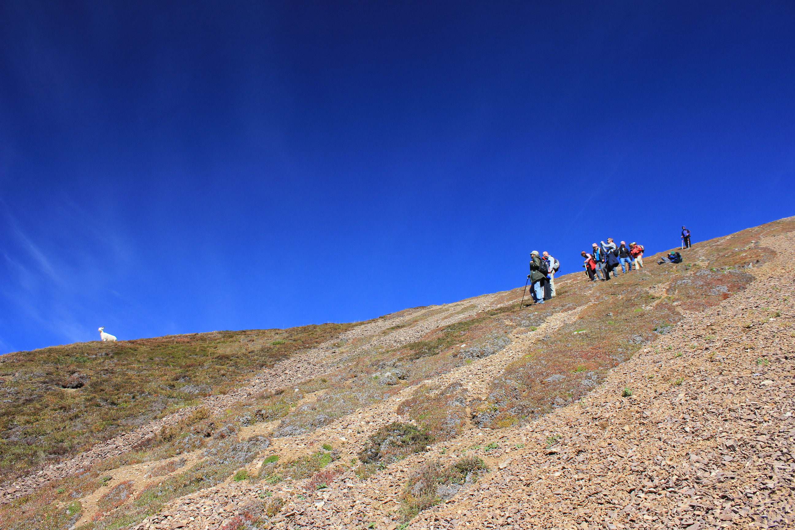 people on a mountainside looking toward a sheep