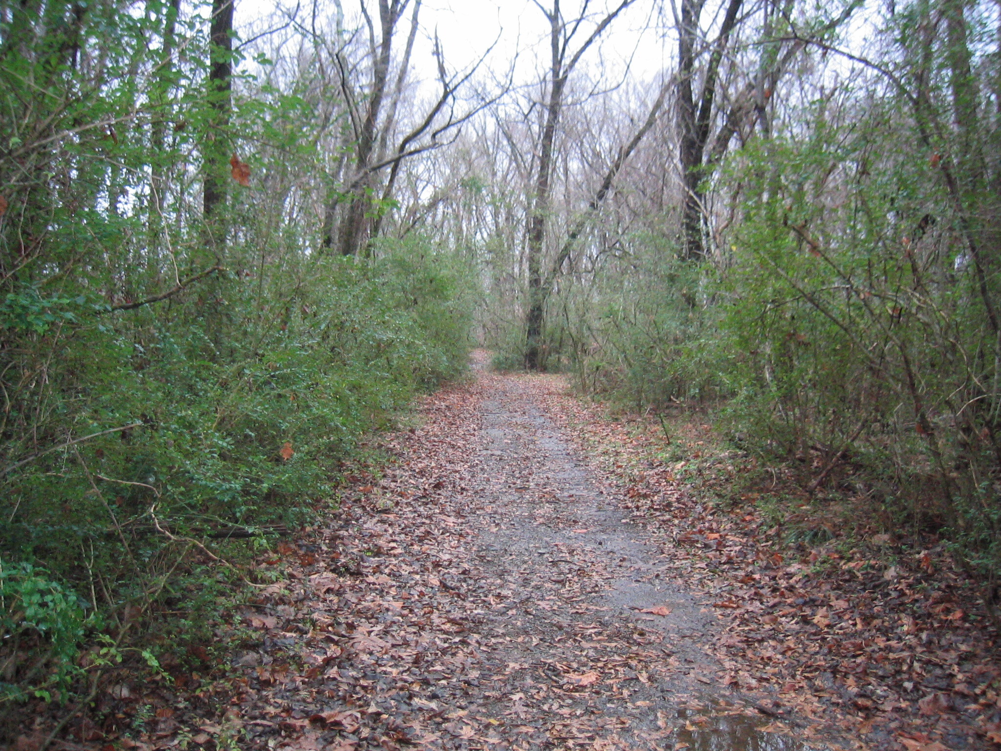 A trail in the woods with leaves on it.
