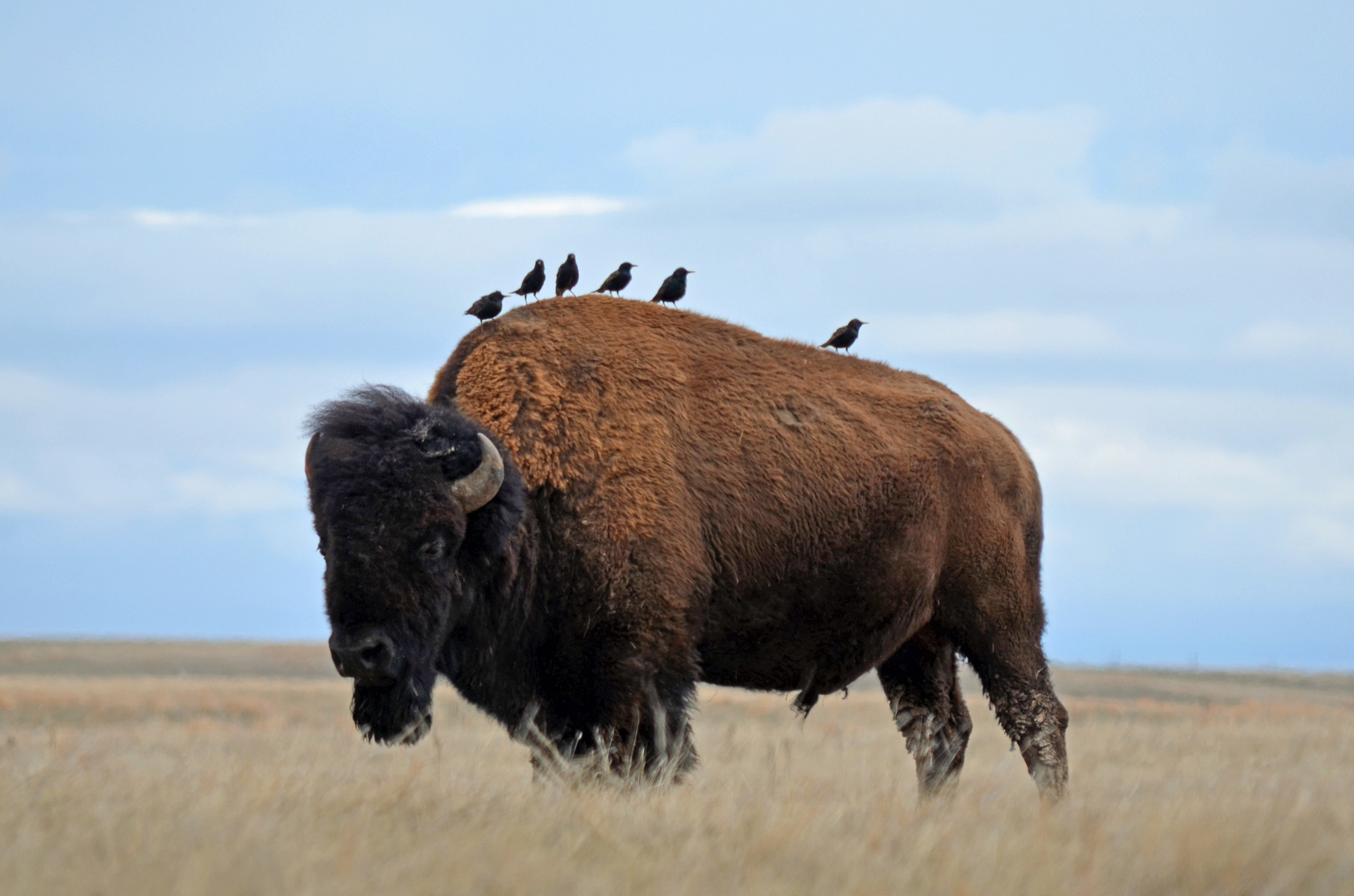 an adult male bison with six small black birds on its back