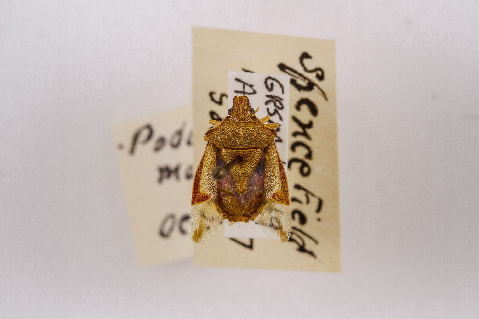 Image of Podisus modestus, a species of Animalia