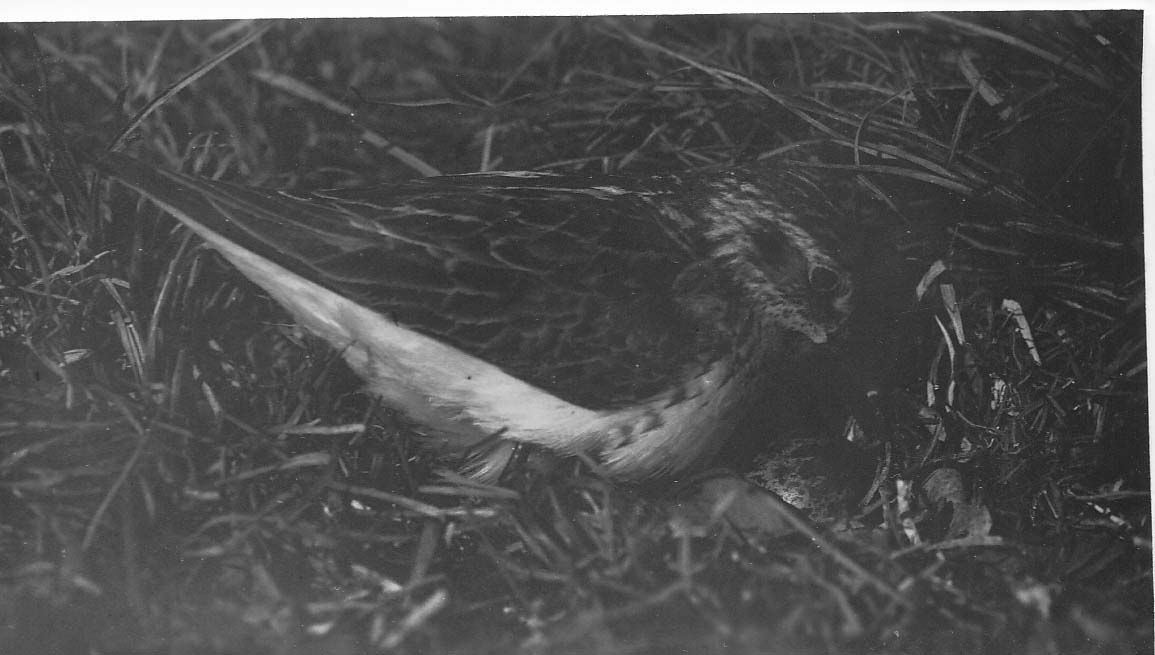bird with white belly on nest