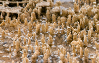 Little spire formations sit in water that has partially frozen around each spire.