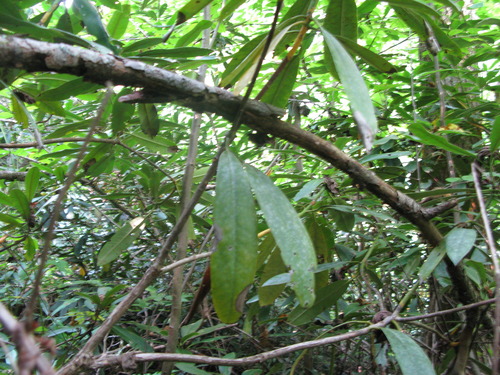 GRSM Accuracy Assessment. Plot Code: GRSM_AA_0334_5